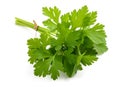 Parsley bunch Royalty Free Stock Photo