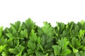 Parsley bunch on white background Royalty Free Stock Photo