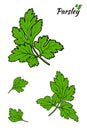 Parsley branches and leaves - Vector