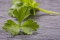 Parsley or celery twig. Fresh parsley top on granite board.