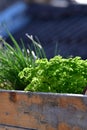 parsley Chives Herbs in Urban spring garden Royalty Free Stock Photo