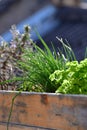 parsley Chives Herbs in Urban spring garden Royalty Free Stock Photo