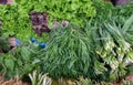 Parsley, cilantro, tarragon, basil, mint, green onions and dill