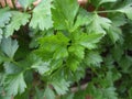 Parsley Continental Flat Leaf