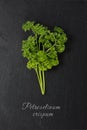 Parsley on dark slate with text: Petroselinum crispum