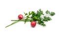 Parsley, dill and radish Royalty Free Stock Photo