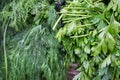 Parsley and dill for sale at local city market