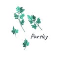 Parsley doodle style hand drawn concept illustration for sale banner, advertising, poster, flyer etc. Cartoon flat free