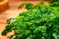 Parsley etroselinum crispum Mill. Fuss ,vegetable.