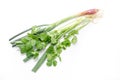 Parsley, fennel and green onions