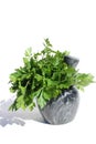 A bouquet of fresh green juicy parsley stands in a mortar on a white background. Royalty Free Stock Photo