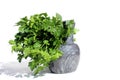 A bouquet of fresh green juicy parsley stands in a mortar on a white background.