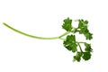 parsley fresh herb isolated over a white background Royalty Free Stock Photo