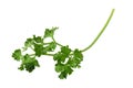 parsley fresh herb isolated on white background Royalty Free Stock Photo