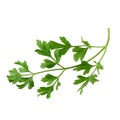 parsley fresh herb isolated on a white background Royalty Free Stock Photo