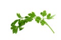 parsley fresh herb isolated on a white background Royalty Free Stock Photo