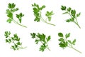 parsley fresh herb isolated on a white background Royalty Free Stock Photo