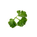 parsley fresh herb isolated on a white background Royalty Free Stock Photo