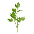 parsley fresh herb isolated on white background Royalty Free Stock Photo