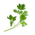 parsley fresh herb isolated on white background Royalty Free Stock Photo