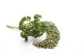 Parsley freshly and dryly Royalty Free Stock Photo