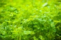 parsley in the garden Royalty Free Stock Photo