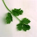 Parsley or garden parsley Petroselinum crispum