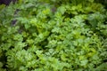 Parsley or garden parsley Petroselinum crispum, species of flowering plant in the family Apiaceae Royalty Free Stock Photo