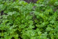 Garden parsley (Petroselinum crispum)  species of flowering plant in the family Apiaceae Royalty Free Stock Photo