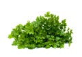 Parsley or garden parsley Petroselinum crispum on white background Royalty Free Stock Photo