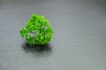 parsley on a gray leather background Royalty Free Stock Photo