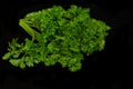 parsley, green, fresh leaves of parsley,