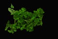 parsley, green, fresh leaves of parsley,