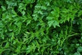 Parsley green leaf_3