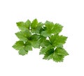 Parsley green leaf