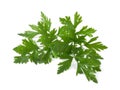 Parsley green leaf