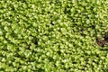 Parsley growing in the garden, Luang Prabang, Laos. Close-up. Royalty Free Stock Photo