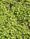 Parsley growing in the garden, Luang Prabang, Laos. Close-up. Royalty Free Stock Photo