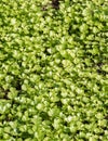 Parsley growing in the garden, Luang Prabang, Laos. Close-up. Royalty Free Stock Photo