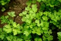 Parsley growing in the garden. Petroselinum. Close-up parsley leaves. Growing herbs Royalty Free Stock Photo