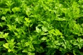 Parsley growing in the garden. Petroselinum. Close-up parsley leaves. Growing herbs Royalty Free Stock Photo