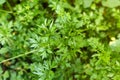 Parsley grows in the garden. It is grown outdoors in the garden area. Green background of parsley leaves