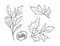 Parsley hand draw herbal sketch vector illustration. Black color engraving style.