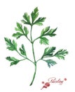 Parsley. Hand drawn watercolor painting