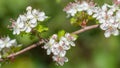 Parsley hawthorn blooms in a widescreen aspect ratio image Royalty Free Stock Photo