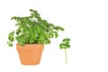 Parsley Herb