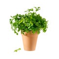 Parsley herb in ceramic pot isolated on white Royalty Free Stock Photo