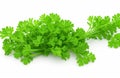 Parsley herb isolated over white background Royalty Free Stock Photo