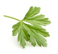 Parsley herb isolated Royalty Free Stock Photo