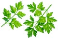 Parsley herb. Isolated on white background Royalty Free Stock Photo